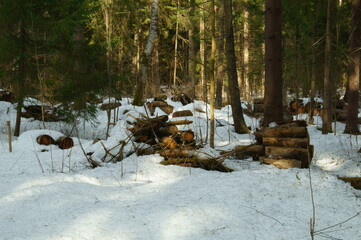 Spruce-birch forest with dumped in a pile of sawn tree trunks.