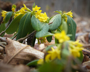 ナニワズ（Daphne jezoensis）