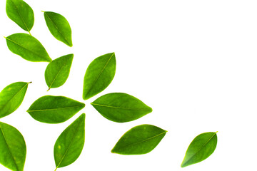 green leaves isolated on white