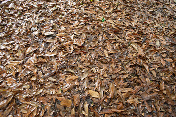 Dry leaves that pile up together They get wet while it's raining.