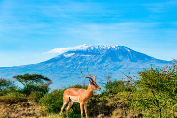 The springbok in Amboseli