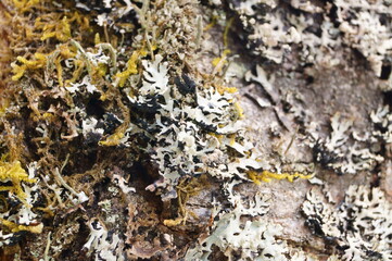 Lichen(Parmelia sulcata) and moss on birch bark.