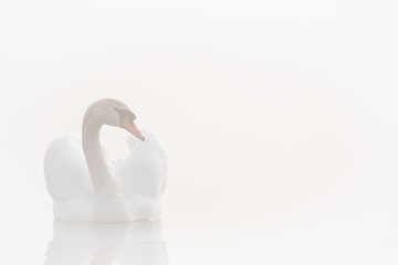 Mute Swan in the fog 1