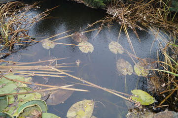 transparent ice coating in the pond through which you can see yellowish leaves and green grass