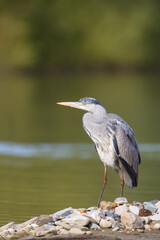 Great blue heron