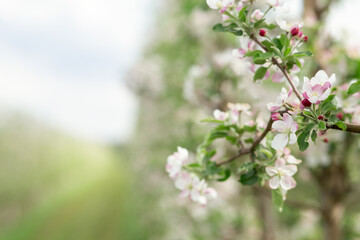Eco garden, business and industry growing organic fruits, small business and bloom orchard at spring