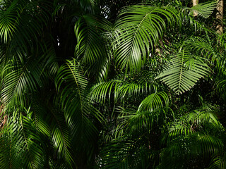 green palm leaf of bush for decorative in garden