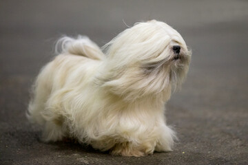 Lhasa Apso on the move