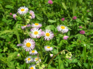 春の野原に咲くハルジオンとアカツメクサ