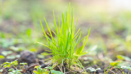 first spring shoots of grass, close up
