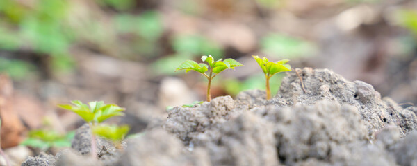 first spring shoots of vegetation, close up