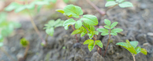 first spring shoots of vegetation, close up