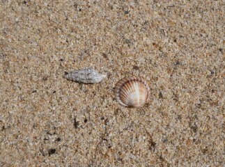 Two colorful seashells on the sand on a sunny summer day. Cone-shaped and comb-shaped seashells on the seashore.