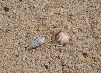 Two colorful seashells on the sand on a sunny summer day. Cone-shaped and comb-shaped seashells on the seashore.