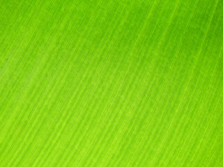 fresh green banana leaf texture