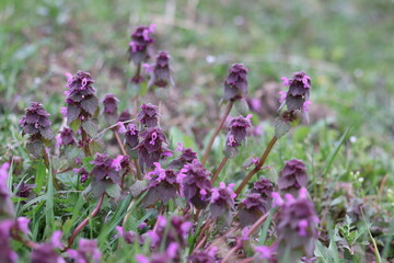  nettle purple