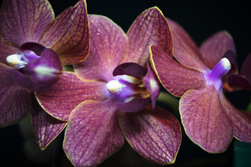 large purple-pink orchid flowers close-up horizontal photo 