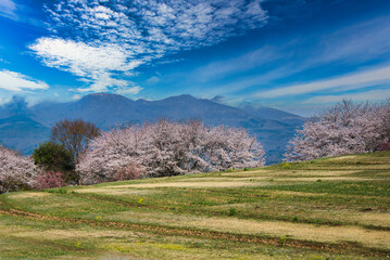 花鳥風月　美しい日本の桜の風景
