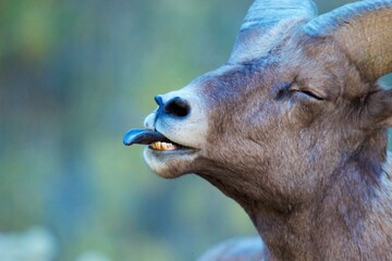 bighorn ram sticks out tongue © Sean