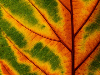 close up autumn leaf texture