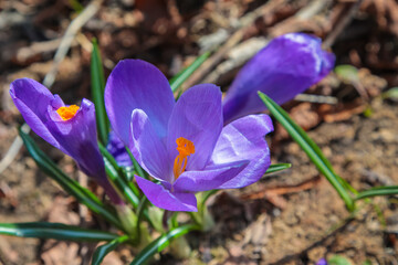 Juicy purple crocuses bloom after the snow melts on the thawed patches
