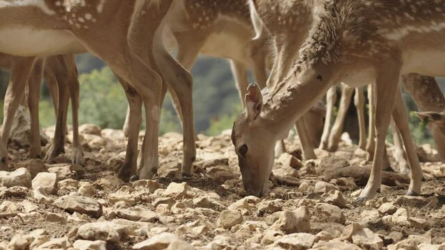 Persian fallow deer (Dama dama mesopotamica) Herd of females and young grazin
