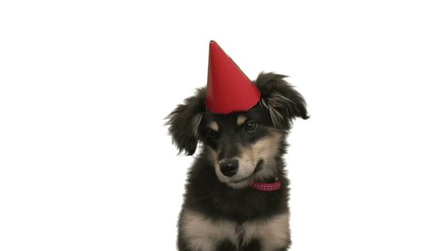 funny dog in a red cap on white background
