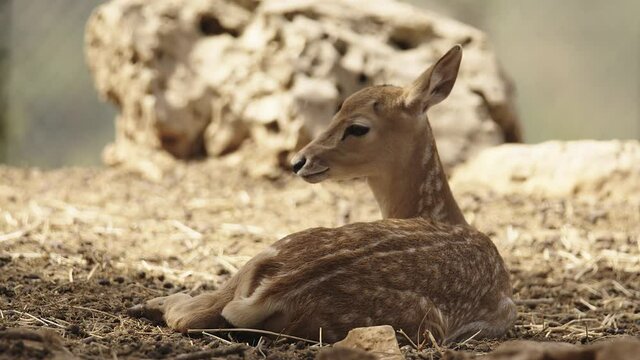 Persian fallow deer (Dama dama mesopotamica) juvenile at rest