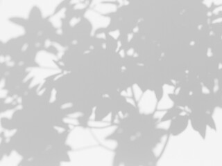 blur of shadow leaf on white wall background