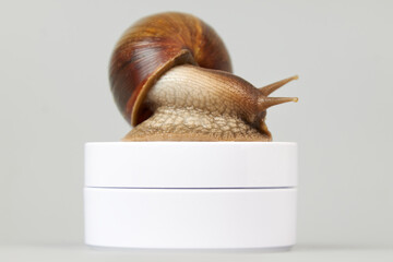 A snail sits on a white jar on a gray background. Cosmetology © Aleksandr