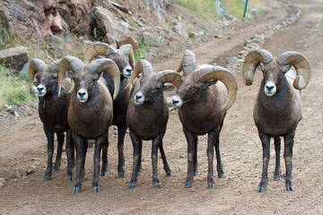 bighorn rams in the mountains - obrazy, fototapety, plakaty