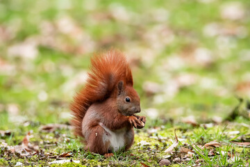  Eurasian red squirrel