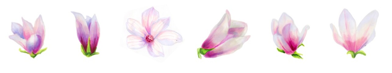 Obraz premium Horizontal border of white magnolia flowers. Botanical illustration of a magnolia. Spring flowers. Beautiful watercolor illustration for the design of postcards, invitations, wedding, holiday decor.