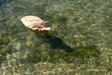 White adult swan diving in the clear river water looking for food. 
Green clean stream, pond or  Ren river with many tiny stones covered with slime and algae. Stein am Rhein, Germany