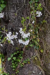 春爛漫　日本の春　美しい桜のある風景