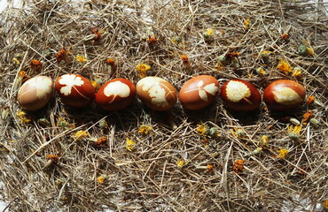 The eggs are laid on dry grass with dried calendula flowers. Easter background.