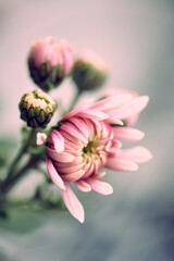 Blumen mit ihren zarten Blüten im Frühling.