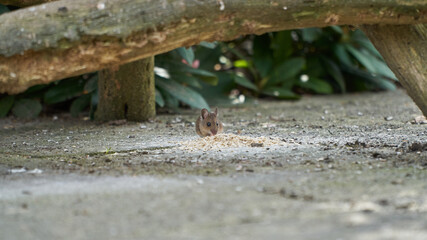A mouse eating oat flakes under a wooden base of a bird feeder house in the garden