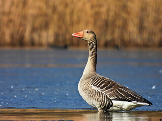 greylag goose
