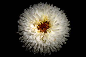 Biały kwiat na czarnym tle naturalny
