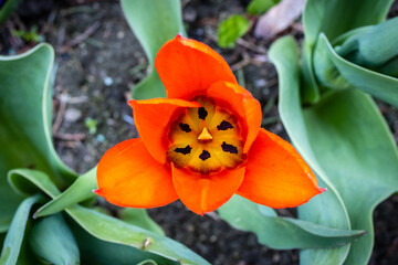 Wnętrze otwartego tulipana © FotoWave Dawid Nowak