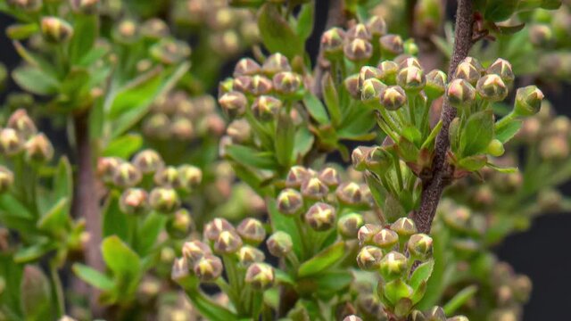 Time Lapse of white flowers on blooming shrub of Spiraea arguta. Time-lapse spring flowering bush with flowers and green leaves, beautiful background. Branch bush springtime.