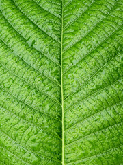 wet green leaf with water drops after rain