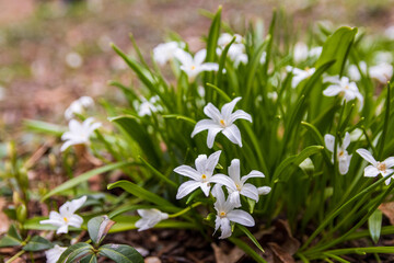 wiosenna flora