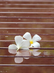 white plumeria flowers on wet wooden floor after rain