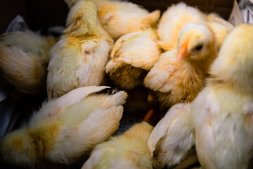 A newborn chicken is knocked out of an egg, brood of small chicks. Close up soft focus image.