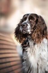 english springer spaniel