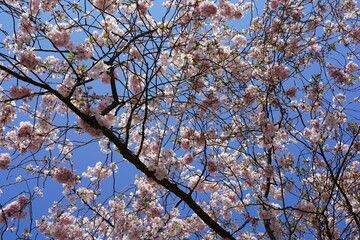 Teilaufnahme japanischer Kirschbaum mit rosa Blüten bei Sonnenschein vor blauem Himmel