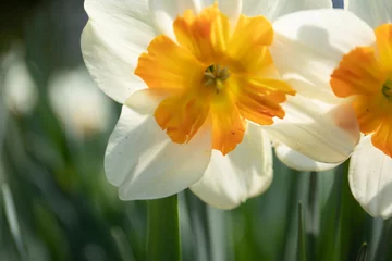 Fotobehang White daffodil narcissus flowers or paperwhite blossoming on spring day. Close up bunch Narcissus papyraceus on green leaves pattern background. Little white narcis bouquet grow in garden. © Inception