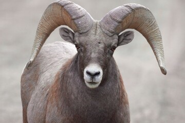 close up of a bighorn sheep - ram